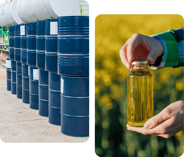 Barrels of oil and a hand holding a bottle of oil in a field.